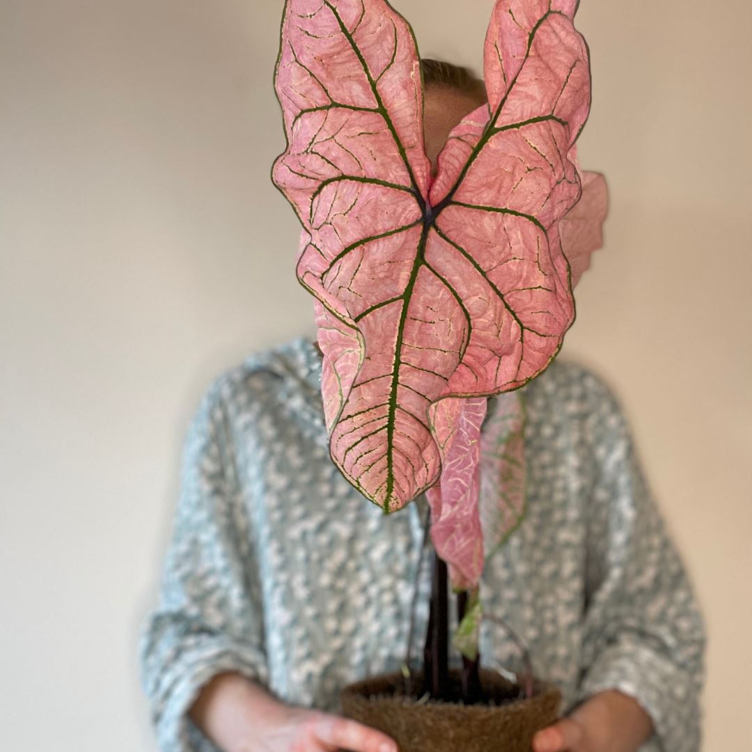 indoor plant with stand Halstein