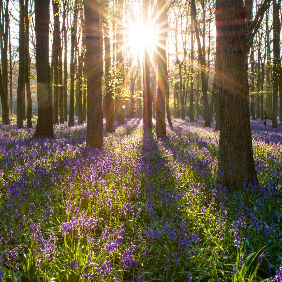 Our Favourite Bluebells in England